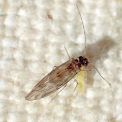 Peripsocus subfasciatus