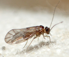 Peripsocus subfasciatus