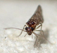 Peripsocus subfasciatus