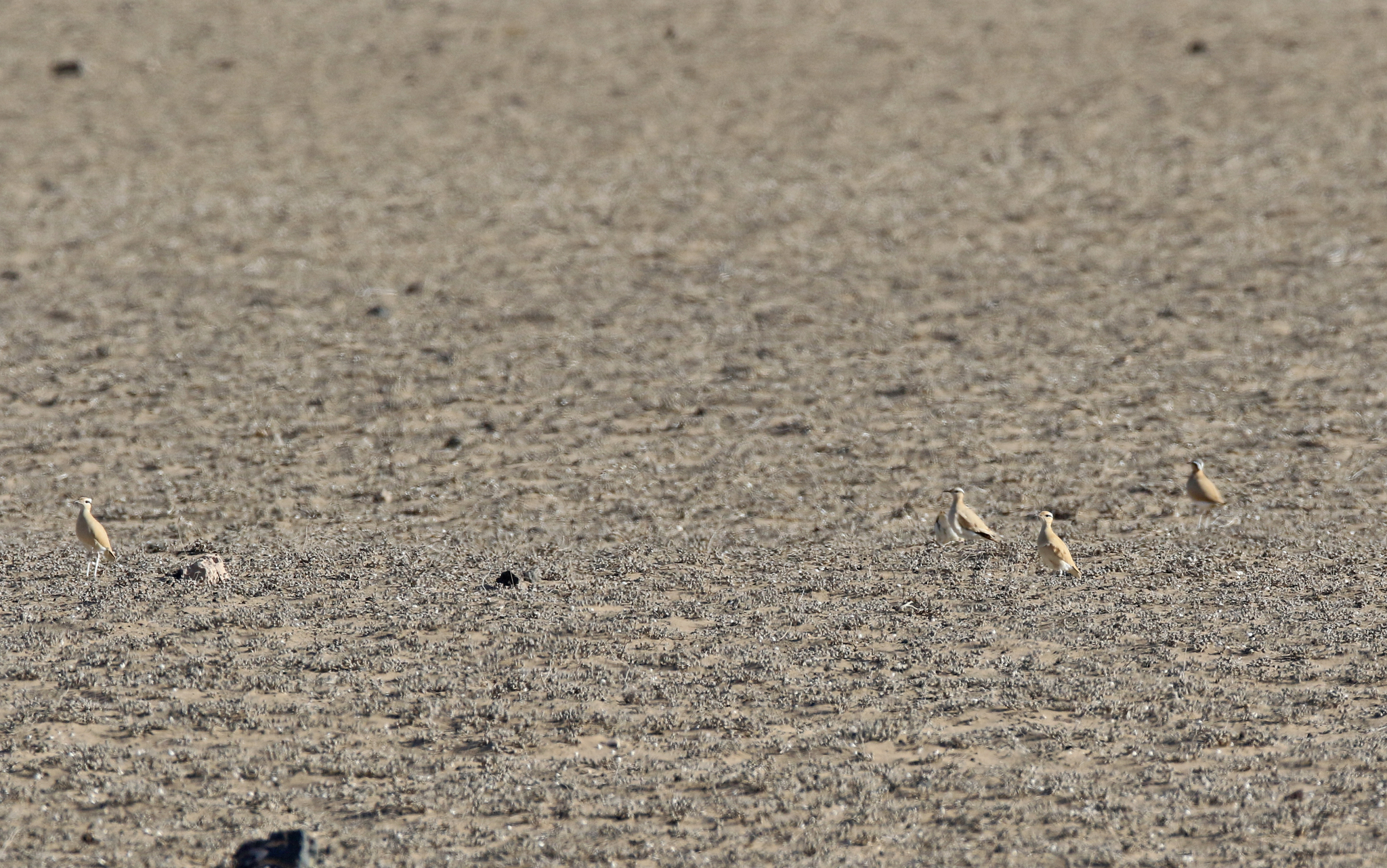 Cream-colored courser