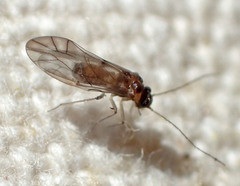 Peripsocus subfasciatus