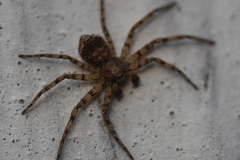 Philodromus spinitarsis