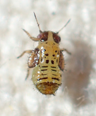 Cacopsylla