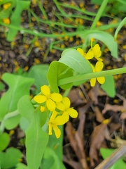 Brassica rapa rapa