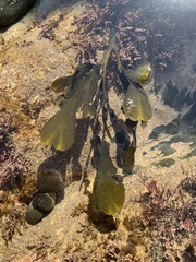 Fucus serratus