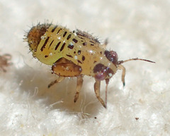 Cacopsylla