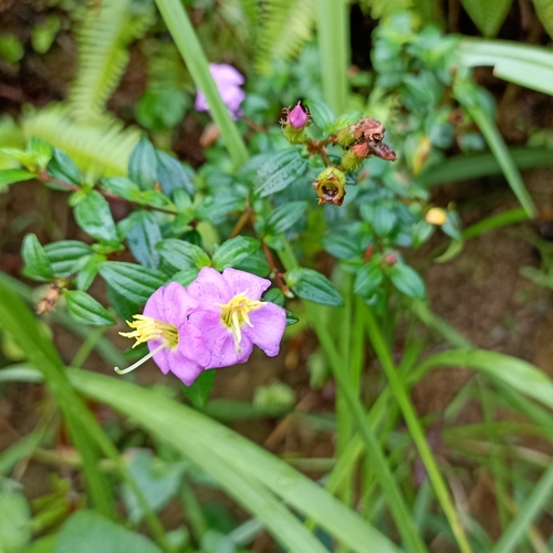 Image of Osbeckia octandra by (c) Paulmathi Vinod, some rights reserved (CC BY)