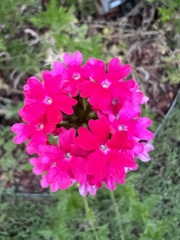 Glandularia peruviana