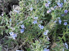 Alkanna strigosa