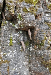 Oospira phyllostoma