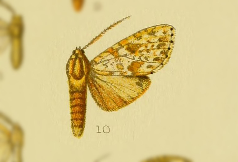 Leucanopsis lacteogrisea