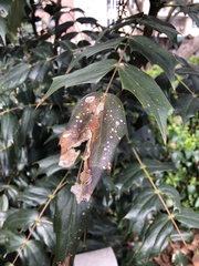 Calonectria