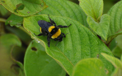 Bombus transversalis