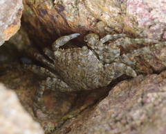 Grapsus tenuicrustatus