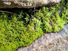 Bryophyta