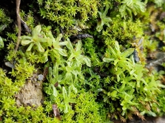 Bryophyta