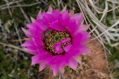 Echinocereus reichenbachii baileyi