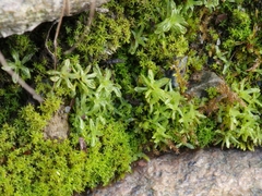 Bryophyta