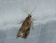 Epinotia solicitana