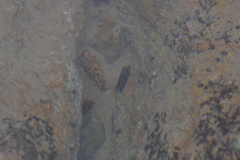 Ctenochaetus striatus