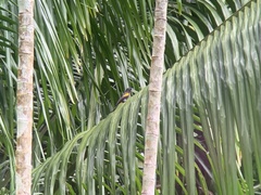 Icterus portoricensis