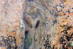 Ctenochaetus striatus