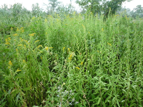 Solidago gigantea