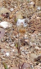 Campanula lusitanica