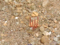Campanula lusitanica