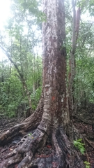 Sideroxylon foetidissimum