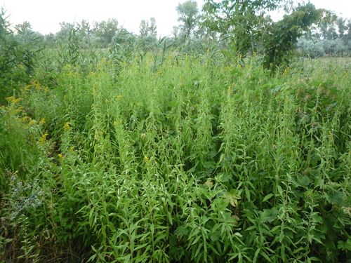 Solidago gigantea