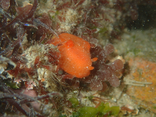 Gargamella rosi