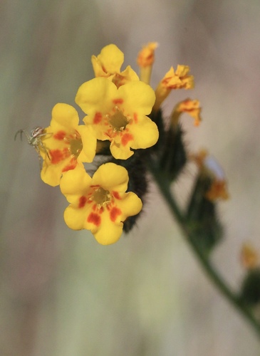 Eastwood's Fiddleneck