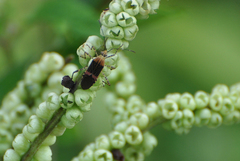 Hypselonotus lineatus