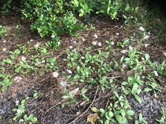 Erigeron quercifolius