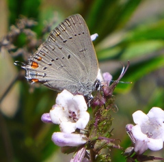 Satyrium californica