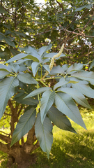 Aesculus californica