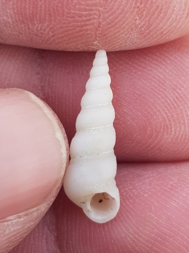 Mesalia mesal