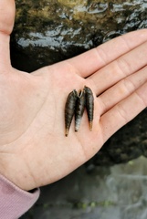 Oospira phyllostoma