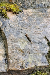 Oospira phyllostoma