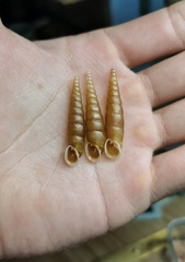 Oospira phyllostoma