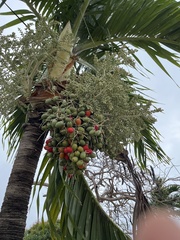 Pseudophoenix sargentii