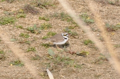Charadrius dubius