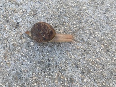 Cornu aspersum