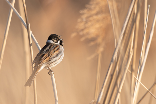 Escribano palustre (Emberiza schoeniclus)