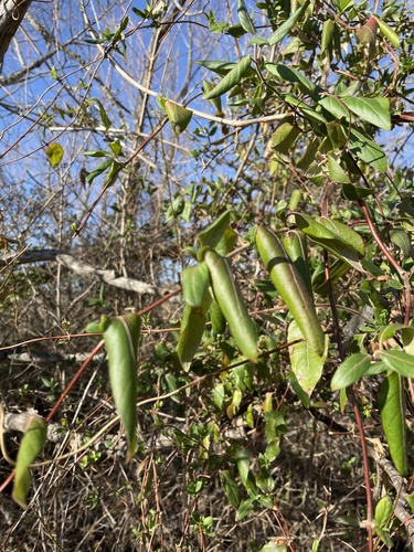 Yucca treculeana Carrière