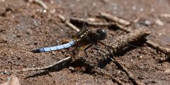 Orthetrum azureum