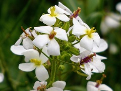 Diplotaxis erucoides