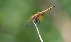 Trithemis selika