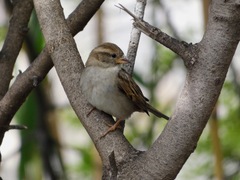Passer domesticus